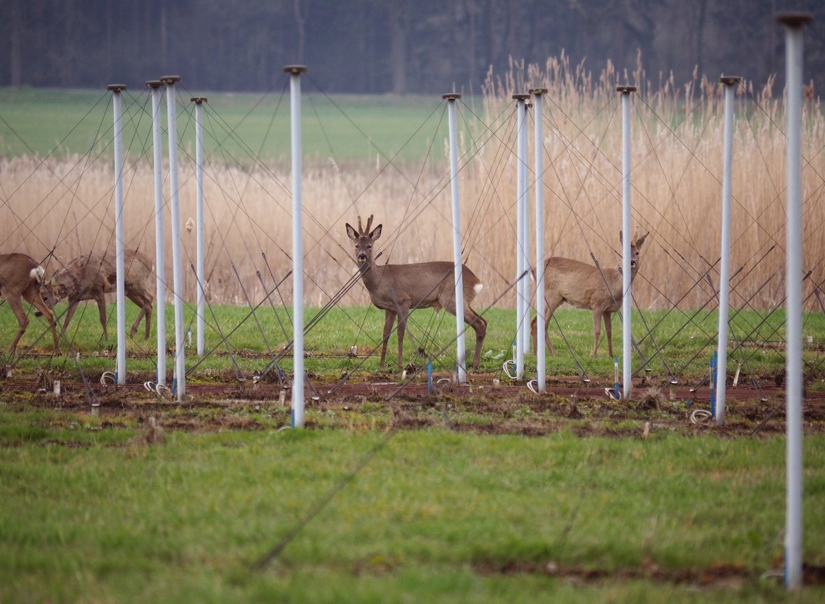 Lofar, waar natuur en technologie samen gaan. Parel in het Drentse Hunzedal. <a href="/drentslandschap/">Het Drentse Landschap</a> <a href="/ProvDrenthe/">Provincie Drenthe</a> <a href="/ASTRON_NL/">ASTRON</a> <a href="/Paarsepracht/">Paarse Pracht</a>