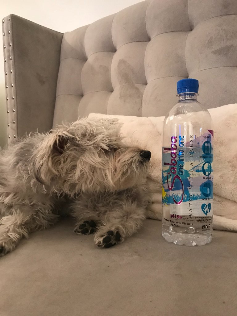 sababawater's tweet photo. Happy #NationalPetDay! 🐶 This curious pup is intrigued by #SababaWater. Do you blame her?! 💧 https://t.co/FY0atMBp7b