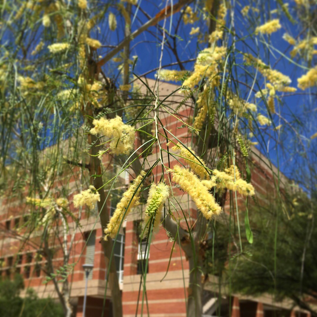 Lots of good stuff for #whatsbloomingwednesday this week: weeping bottlebrush, pomegranate,  Anacacho Orchid Tree and Palo blanco, #uofa #uagrounds #tucson