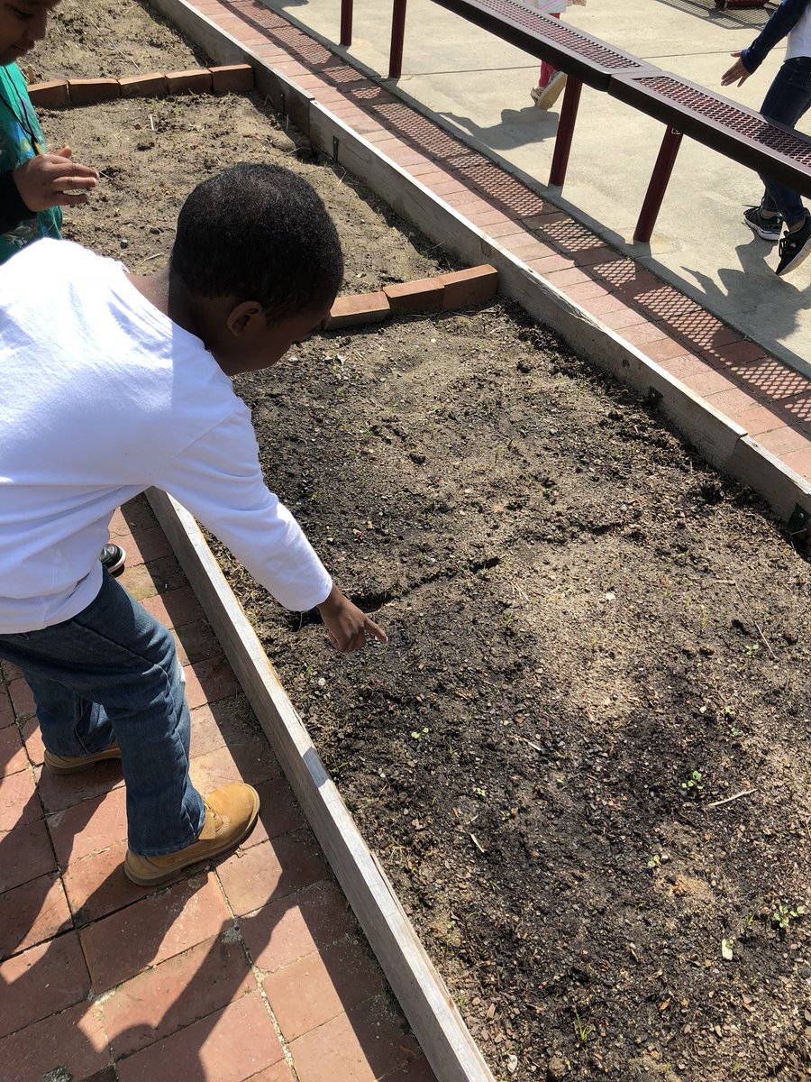MrsHahnSP's tweet photo. Our zinnias and radishes are growing! We went outside and watered our sprouts in the school garden. 🌱💦 #AESowltheway https://t.co/r2hR9hQtEs