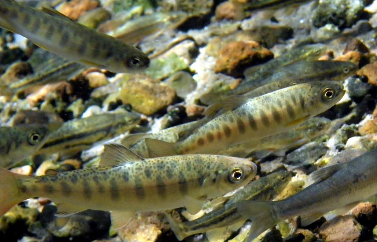 salmon_net's tweet photo. Ocean changes are affecting salmon biodiversity and survival: UC Davis researchers found increased synchronization of Chinook and coho response to ocean conditions, representing a loss in biological diversity https://t.co/bmpdIfcXGe https://t.co/wYR4NDtPu2