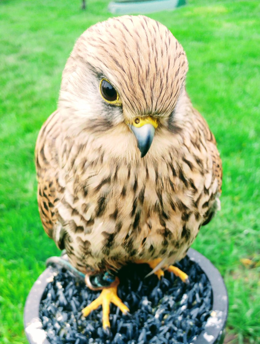 Pipsqueak 😍 #eurasiankestrel #falcons #birdofprey #cathedralfalconry #Chester