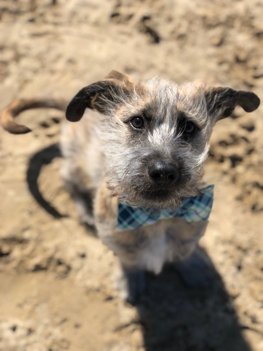 OMGFacts's tweet image. Meet this sweet pup named Noodle snoozing with his brother Mr. Chicken. 💞