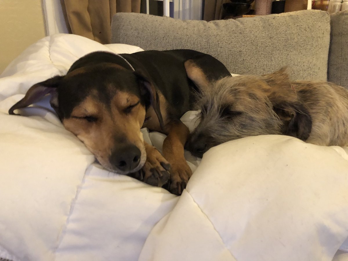 OMGFacts's tweet image. Meet this sweet pup named Noodle snoozing with his brother Mr. Chicken. 💞