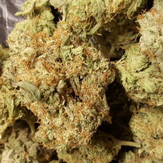 ukweedweekly's tweet photo. @dankofbarcelona i wouldn't say im in dire need of #fireweed tho 😁 #stardawg #grownnotflown #ukweed #ganjababes #legalisecannabisuk #alcoholkillscannabischills https://t.co/6iZnCelCGV https://t.co/1Zru8PpL5z
