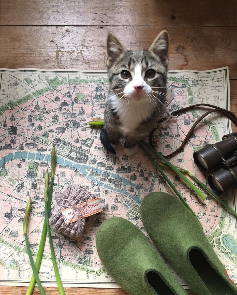 incredibusy's tweet photo. More messing about with maps, mittens and kittens... - happy #NationalPetDay!! ⠀⠀⠀⠀⠀⠀⠀⠀⠀
Do I sound excited to be saying that? Honestly? Welcoming Kipper the Kitten into our family is the best thing we’ve ever done!! Do you have a pet?!
 #petday #sgiew #sgiew_spring https://t.co/5VNhcsQ3Ik