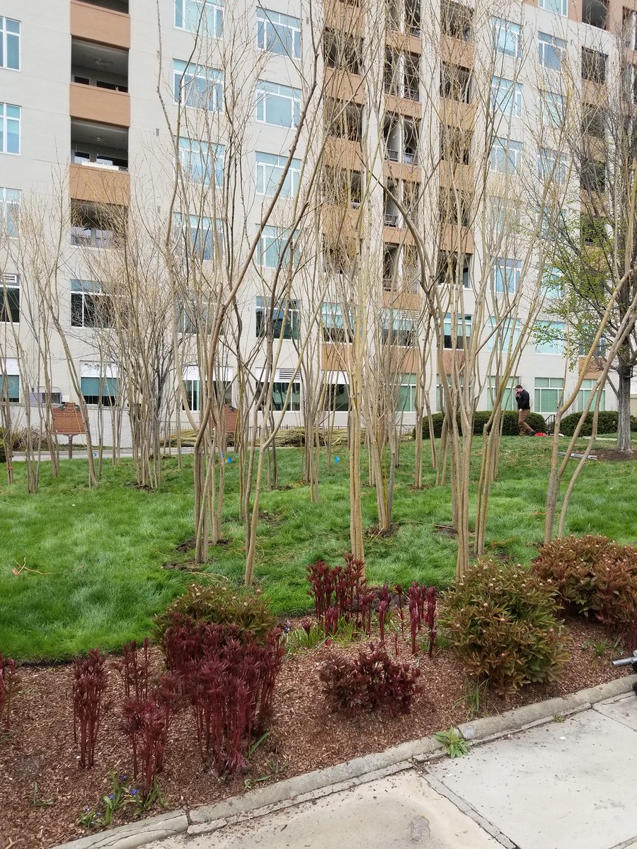 JessSheCanCLE's tweet photo. How do you move and install six tons of willow tree saplings from a truck to the @taftmuseum front lawn? A little help from @DukeEnergy volunteers doesn’t hurt. 

Can’t wait to see what we do on Friday! https://t.co/Kl5sQQX4DK