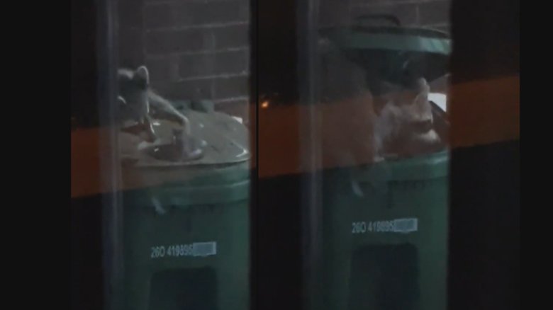 CBCToronto's tweet image. It took this raccoon less than 30 seconds to get inside a raccoon-proof green bin bit.ly/2v3pGVj