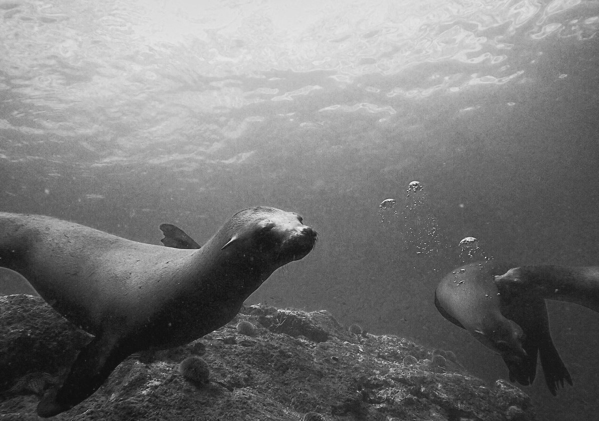 LuisMartinez_LA's tweet photo. #leones marinos #SanCarlos #Sonora #Mexico #buceo #viajedebuceo #FelizMiercoles #onlydive https://t.co/dgnuTxrJ3B