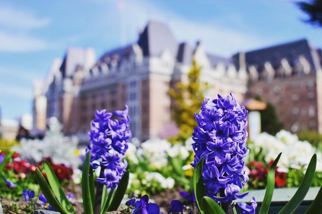 Great food, fun activities, and insider tips for your next visit to Victoria, BC. Check out 72 Hours in Victoria: A spring itinerary > bit.ly/2qe5qvt
#ExploreVictoria #GoingLocal

#GoingLocal #ExploreVictoria