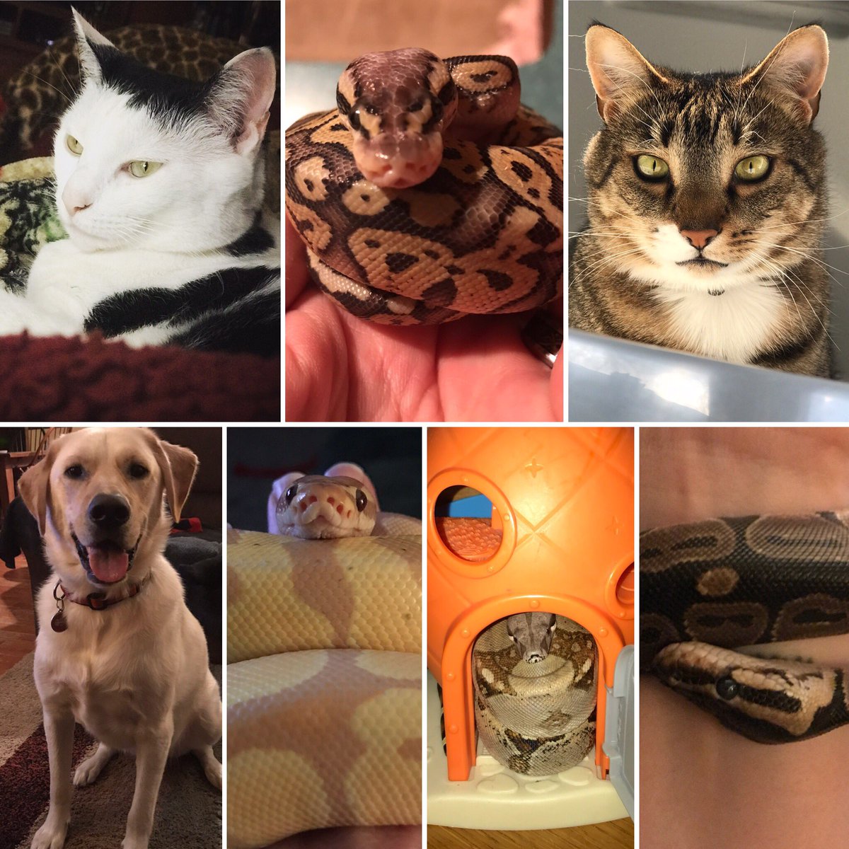 Linds_Zolna's tweet image. Happy #nationalpetday to all my furry and scaly kiddos. #snakemom #catmom #dogmom
