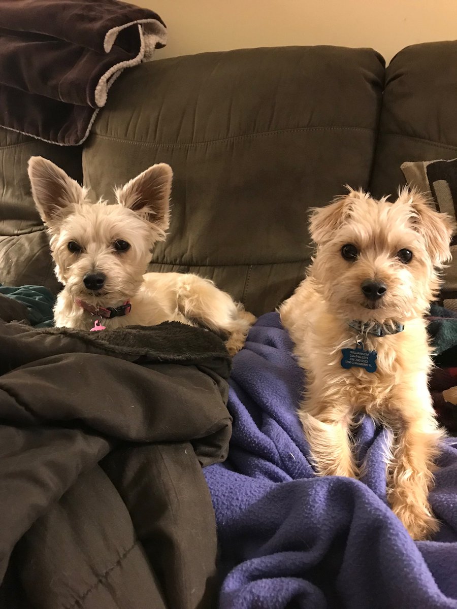 sawilli3's tweet image. Love my babies!  #NationalPetDay  @eatbooks  @Wademaki @DrJMSmith25 @HawRiver_Squire