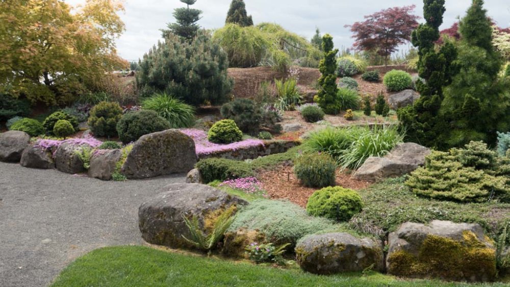 Don't forget about conifers when planning your garden additions. Placement for winter enjoyment is plus. They mix wonderfully with perennials, trees, shrubs, grasses and roses, acting as both backdrop and focal point. Give them a try. You'll be rewarded for years.