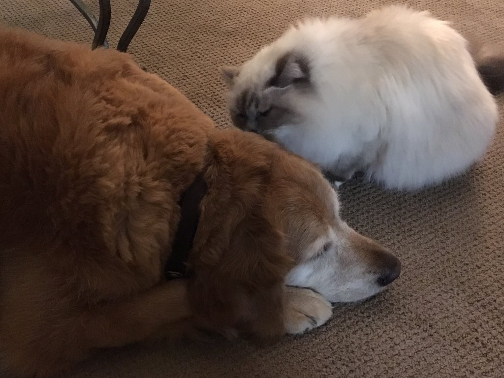 taylorablett's tweet photo. Happy #NationalPetDay ! Here are a few of mine which never fail to brighten up my day #adoptdontstop https://t.co/45KZ4q2PHm
