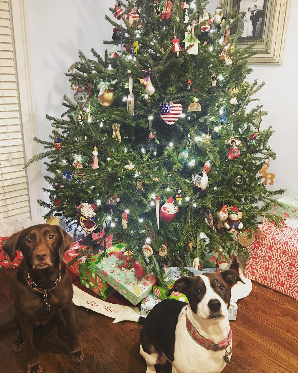 amandalane's tweet photo. @PN_Atlanta National Pet Day or Christmas? Belle and Stella don't know which one they like more! #nationalpetday https://t.co/J07l4bkJlQ