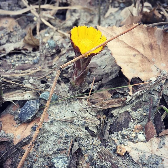 BetweenThStumps's tweet image. First roadside life! Surrounded by layers of sand, salt and last year’s decay, this one is a bright survivor. #vermontspring #roadsideflower #springiscoming ift.tt/2qnl4DG