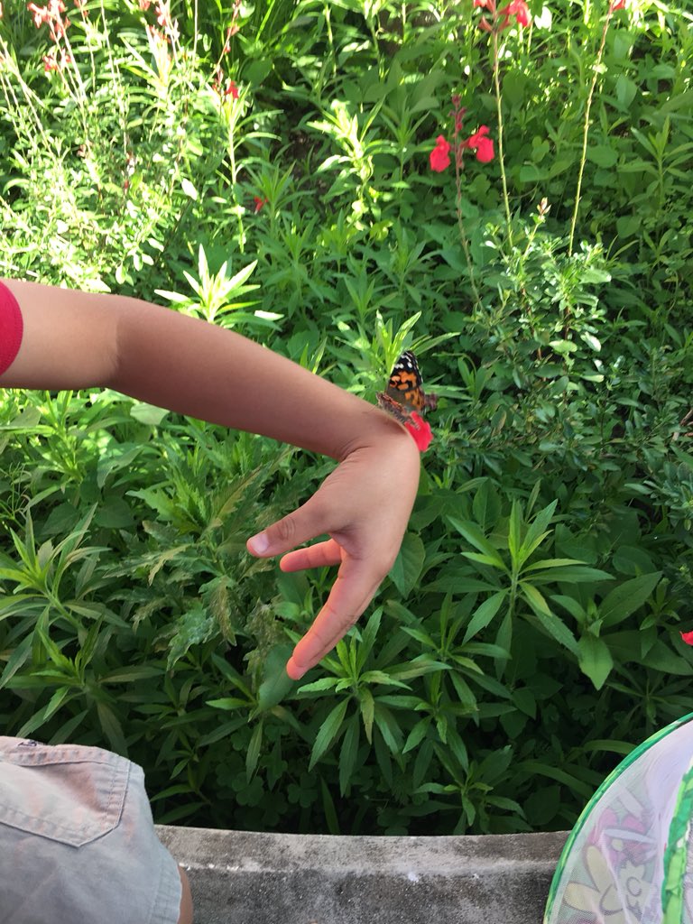 Butterflies 🦋 #science #secondgrade #butterflylifecycle @Horn_Dream_Big @ehardenScience