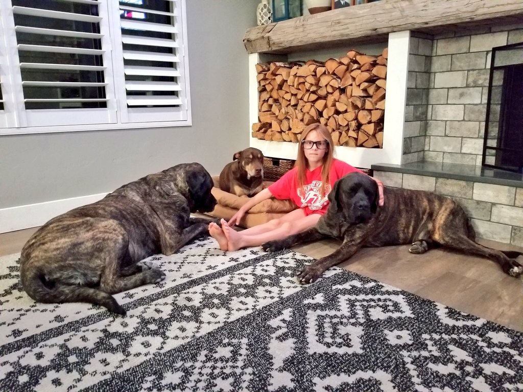 Nicole_Gaudioso's tweet photo. Happy #NationalPetDay ! Our house wouldn't be the same without these three crazy pups Nana, Zuma and Broccoli @Gaudfather33 @Ashmonster06 https://t.co/bIsD4P7lQ5