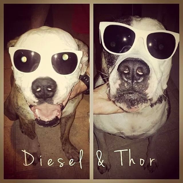 Happy National Pet Day🐶💞🐶💞
#NationalPetDay2018 
#thorthethunderdog #jackiejoe #oldmanwalter #monkey #americanbulldogs #bullybread #bestdogsever #ourheartandsoul