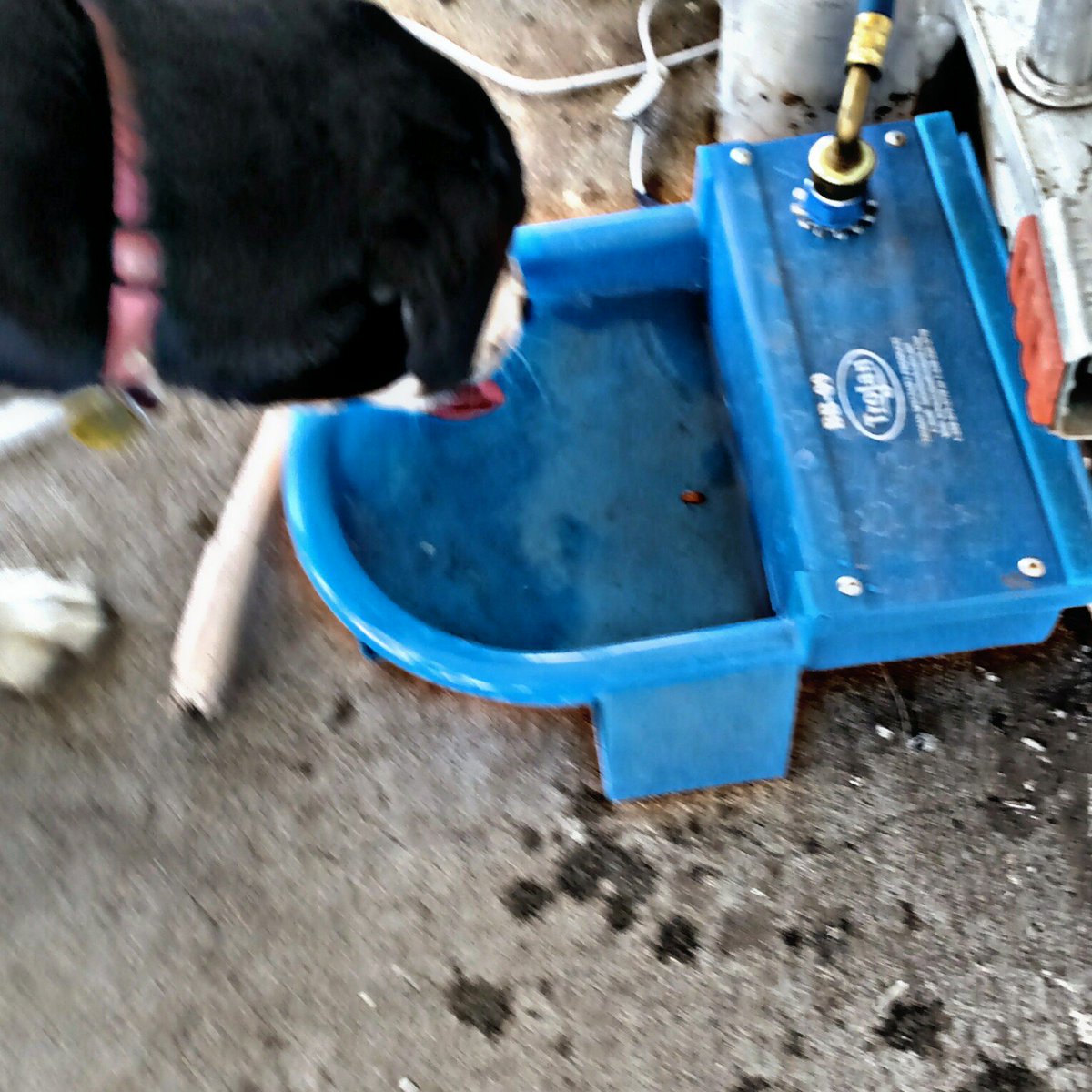 TrojanSpecialty's tweet photo. It's #NationalPetDay! Whether you have a dog, pig, or almost anything in between, @TrojanSpecialty can help find you an #AutomaticWaterer to give your #Pet the #FreshWater they deserve!! https://t.co/quSzXYcaaK