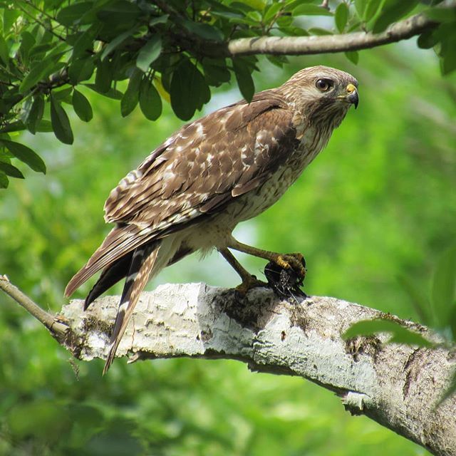 Crayfish lunch for this Red-shouldered Hawk 🦐🦅 #redshoulderedhawk #hawk #raptor #birdofprey #bird #birds #birdwatching
#wildlife #wildlifephotography #animal #animals #nature #naturephotography #florida ift.tt/2v5eYxA