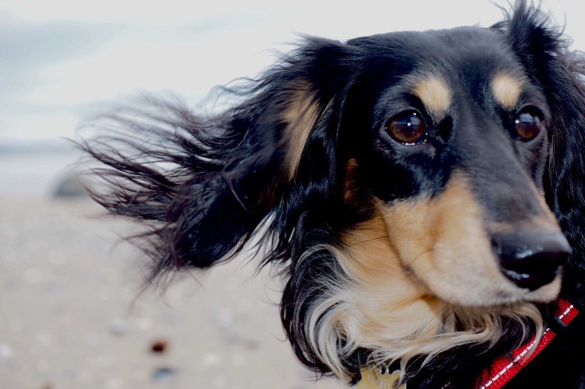 VictoriaMcC2000's tweet photo. #NationalPetDay 🐶❤️ https://t.co/8bQvoj3JJK