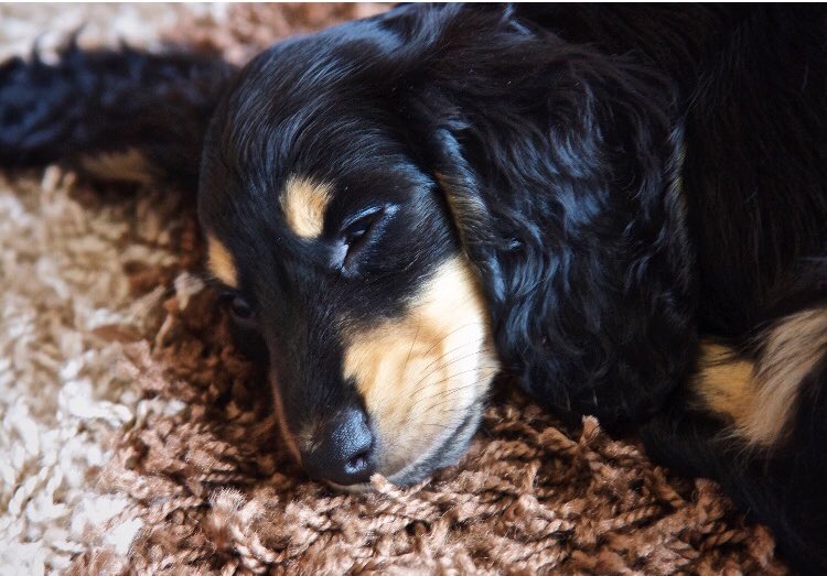 VictoriaMcC2000's tweet photo. #NationalPetDay 🐶❤️ https://t.co/8bQvoj3JJK