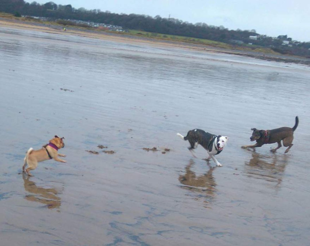 JakePittard1's tweet photo. Before Nationalpetsday ends I want to share my old and young pupperinos enjoying the beach! The big doggos are both rescues from troubled homes but now live a happy life. (Left: Maisey , Middle: Sam , Right: Eddie) #Nationalpetsday #pets #dogs #doggo #borkers #manywows https://t.co/k6FVqwnGdk