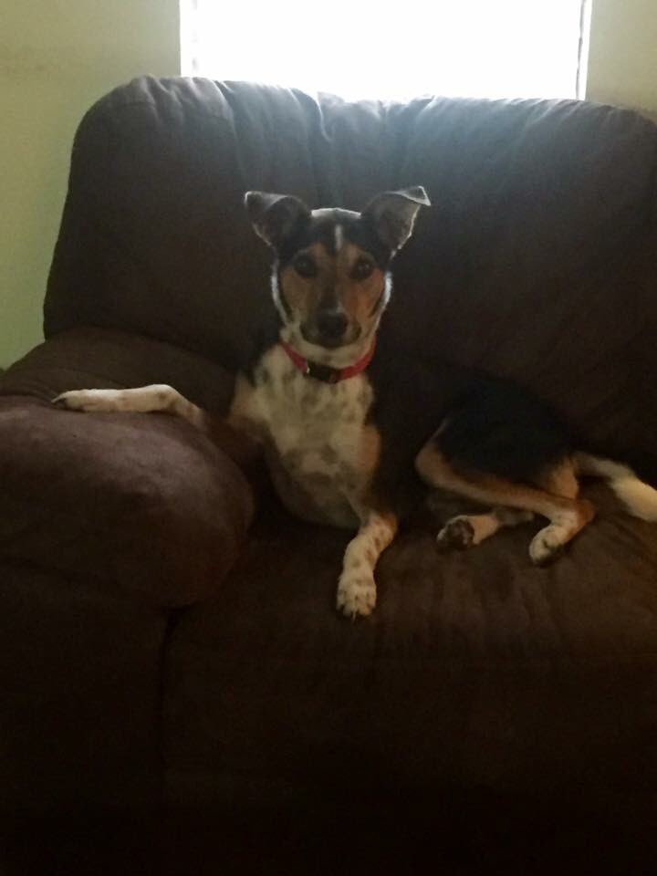 TheBernsterr's tweet photo. #nationalpetday https://t.co/T0TX3aHb6z