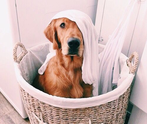 #NationalPetDay also comes with #WednesdayWisdom - Pets are great but can leave many #allergens in your home. Visit Barnett Coin Laundry today at: 34320 Pacific Coast Hwy in #DanaPoint to keep your clothes &amp; bedding clean and  #allergenfree 👍
barnettcoinlaundry.com
#Laundromat