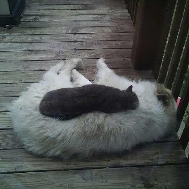 417PetSitting's tweet photo. Cupcake (great Pyrenees) and her pet cat 💕 #adorbs😍 .
.
.
.
.
.
#417petsitting #417petsitter #springfieldmo #sgf #petsitting #petsitter #417land #ozarkmo #nixamo #rogersvillemo #republicmo #battlefieldmo #marsfieldmo #petsofinstagram #petstagram #dog… https://t.co/GFKzbTFmMP https://t.co/IG1FLqo1cj