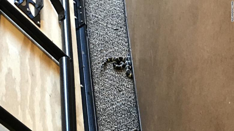 CNN's tweet photo. An AZ teacher says this snake slithered into her classroom, and she's concerned about students' safety. "My classroom was built to be a storage room. I am right by an exit without proper weather stripping. ... We have black widows, snakes, crickets, rats." https://t.co/GYajA5yIHN https://t.co/c8pXc5JHC6