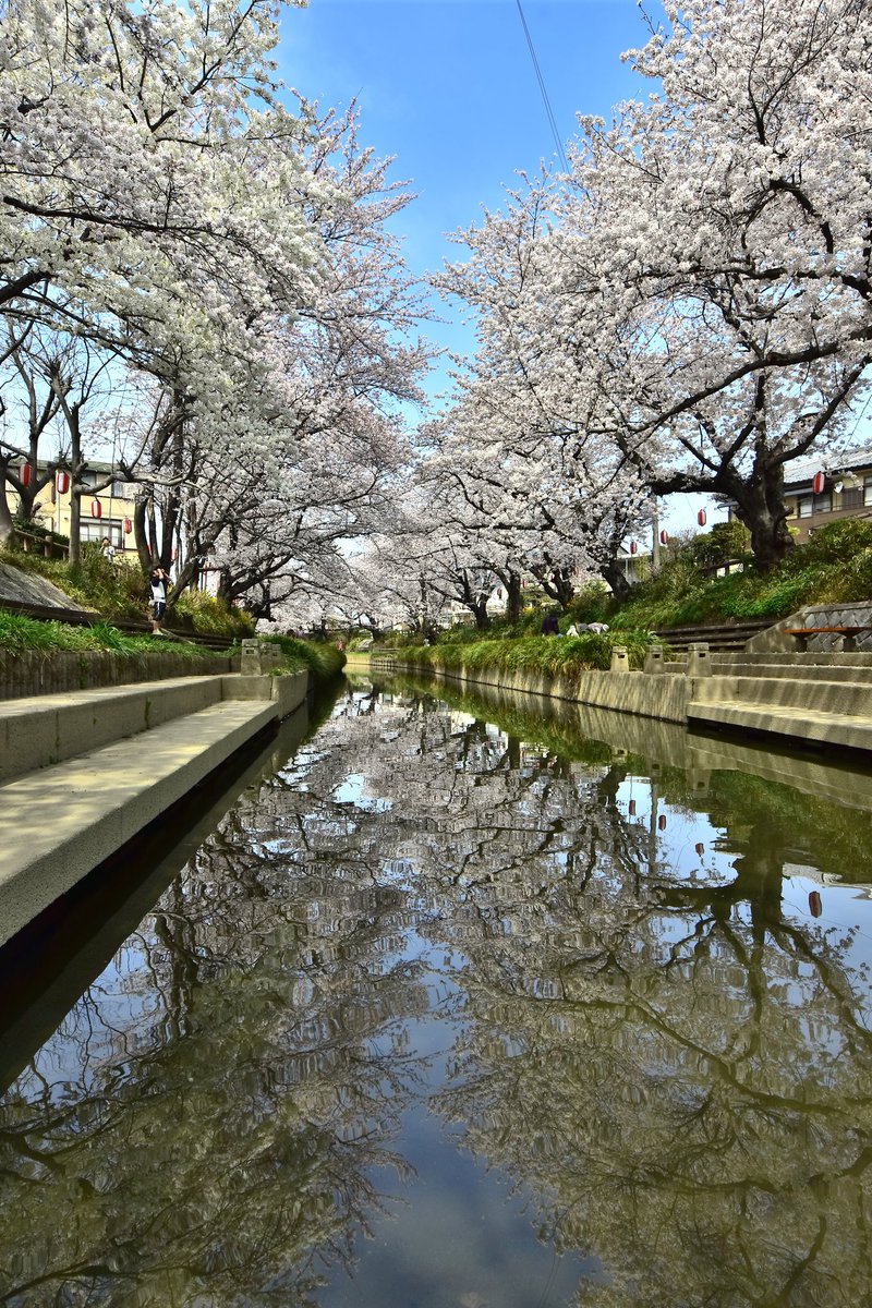 元荒川の桜並木