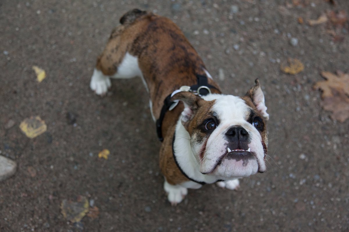 libbyroach1's tweet photo. Magical Beast. #NationalPetDay #TuckerRoach https://t.co/F3V77gQNWa