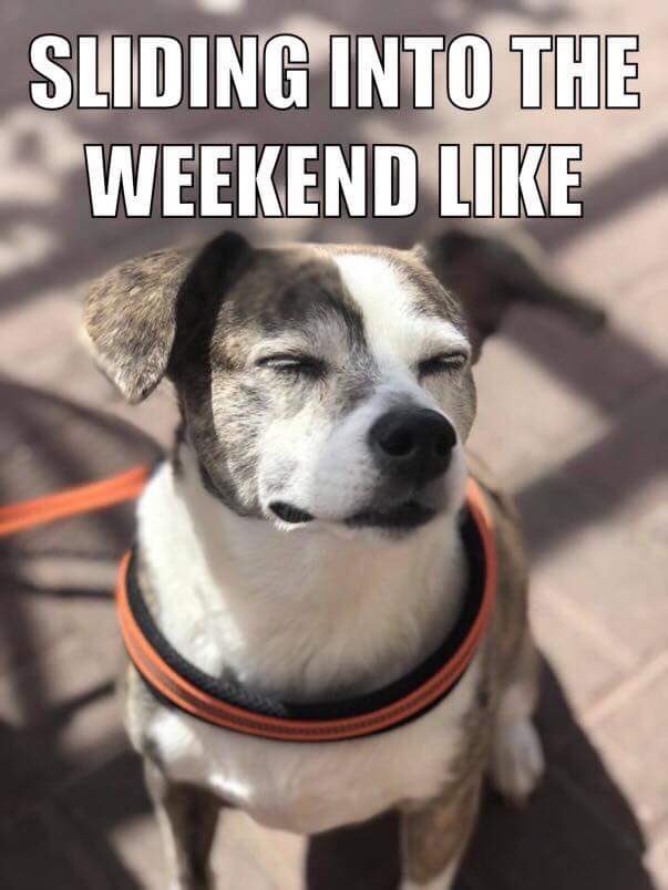 SGuadianABC7's tweet photo. Happy #NationalPetDay! Thank you @KyleHansonKVIA for turning Susie into a meme.  🤩 https://t.co/psQ1hcgIyl