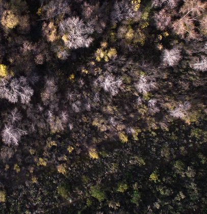 ForestSAT's tweet photo. Special Session Spotlight: EARLY DETECTION OF PLANT STRESS organized by Juan Suarez, Forest Research, UK
#forestsat #plantstress #climatechange #foresthealth #earthobservation #forestpest #forestdisease
https://t.co/DBlAHsHUQQ https://t.co/h2Cuuq3Ccg