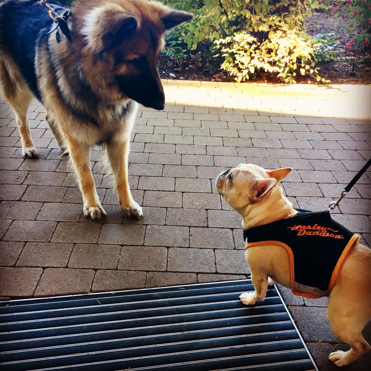 Tall Tree Health tweet media