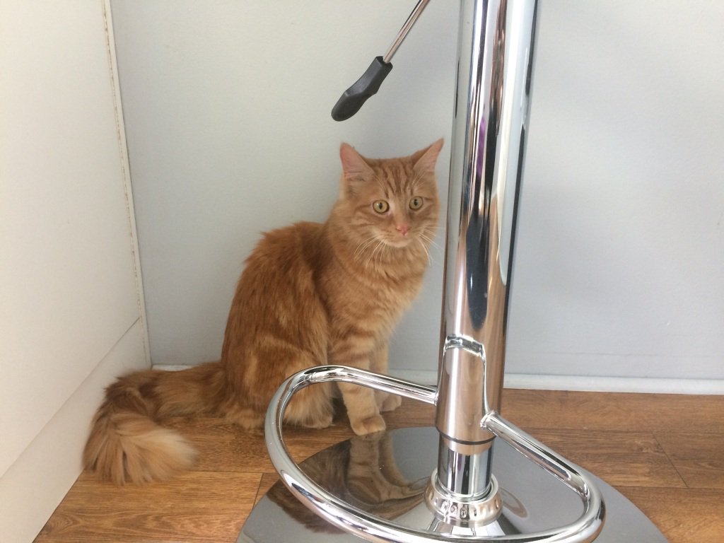 Tigro ( Tigger in French) was in for his second and final kitten vaccinations and deworming <a href="/thecat_clinic/">The Cat Clinic</a> yesterday. Thanks <a href="/HB_SPCA/">HBSPCA</a> for using the <a href="/cat_healthy/">Cat Healthy</a> checklist to educate his family and thanks @royalcaninca for supporting the shelter project.