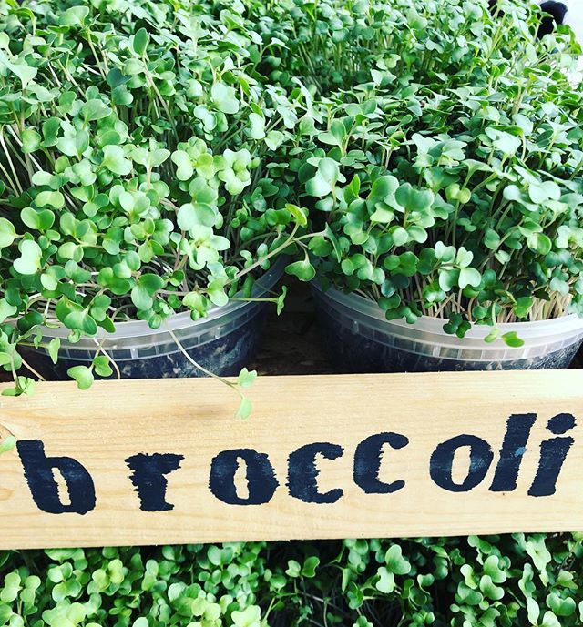 MicrogreenFarm's tweet photo. Did somebody say Sulforaphane? Try our broccoli sprouts for some anti-cancer goodness @carlsbadfarmersmarket @pbfarmmarket @northparkmarket . #microgreens #broccolimicrogreens #carlsbad #sulforaphane #anticancer https://t.co/3MrsSOHkf0 https://t.co/1eMQUag3uZ