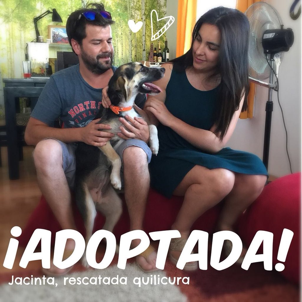 inkananimal's tweet photo. JACINTA ADOPTADA!
Y Se nos jue pa’ Curacavi! Con el súper matri de Javier y Pamela, la recibieron hace más de un mes y ya están felices como lombrices, complementados y siendo una  familia increíble
Muchas gracias a este par de enamora2 por darle una nueva vida  a la pequeña ❤️ https://t.co/AsETC8cSmd