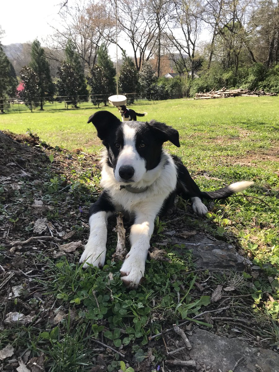 DogCoPilotInc's tweet photo. It’s #NationalPetDay and we want to encourage everyone to give their pet an extra hug and kiss today!  Let’s celebrate our furry family members and if you are looking to add another to your family visit your local shelter and ADPOT! #AdoptDontShop https://t.co/D4gLD3loMT