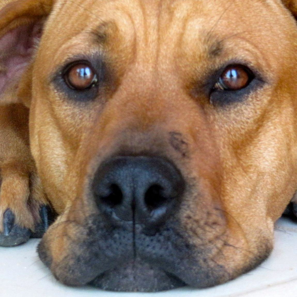 1stdaydiflife's tweet image. @NationalPetDay Be good to your pets.  They love you unconditionally, do the same.#gratitude #cocobella #mutt #truelove #HumaneSociety