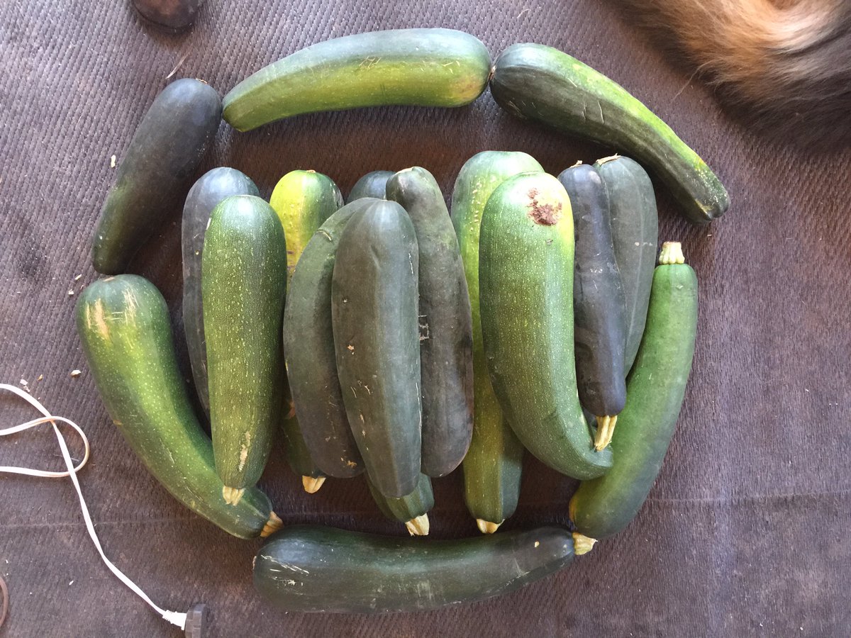 Cimarron_Ranch's tweet photo. Planning this year's garden. We have decided to only plant two zucchini plants this time around. Not enough neighbors to support last year's bounty. A person can only handle so much tempura. 

#waybackwednesday #zucchinioverload https://t.co/eLyQycfAsb