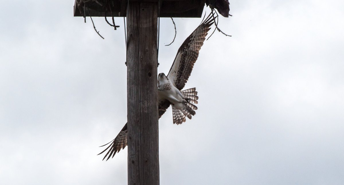 Daniel Walters tweet media