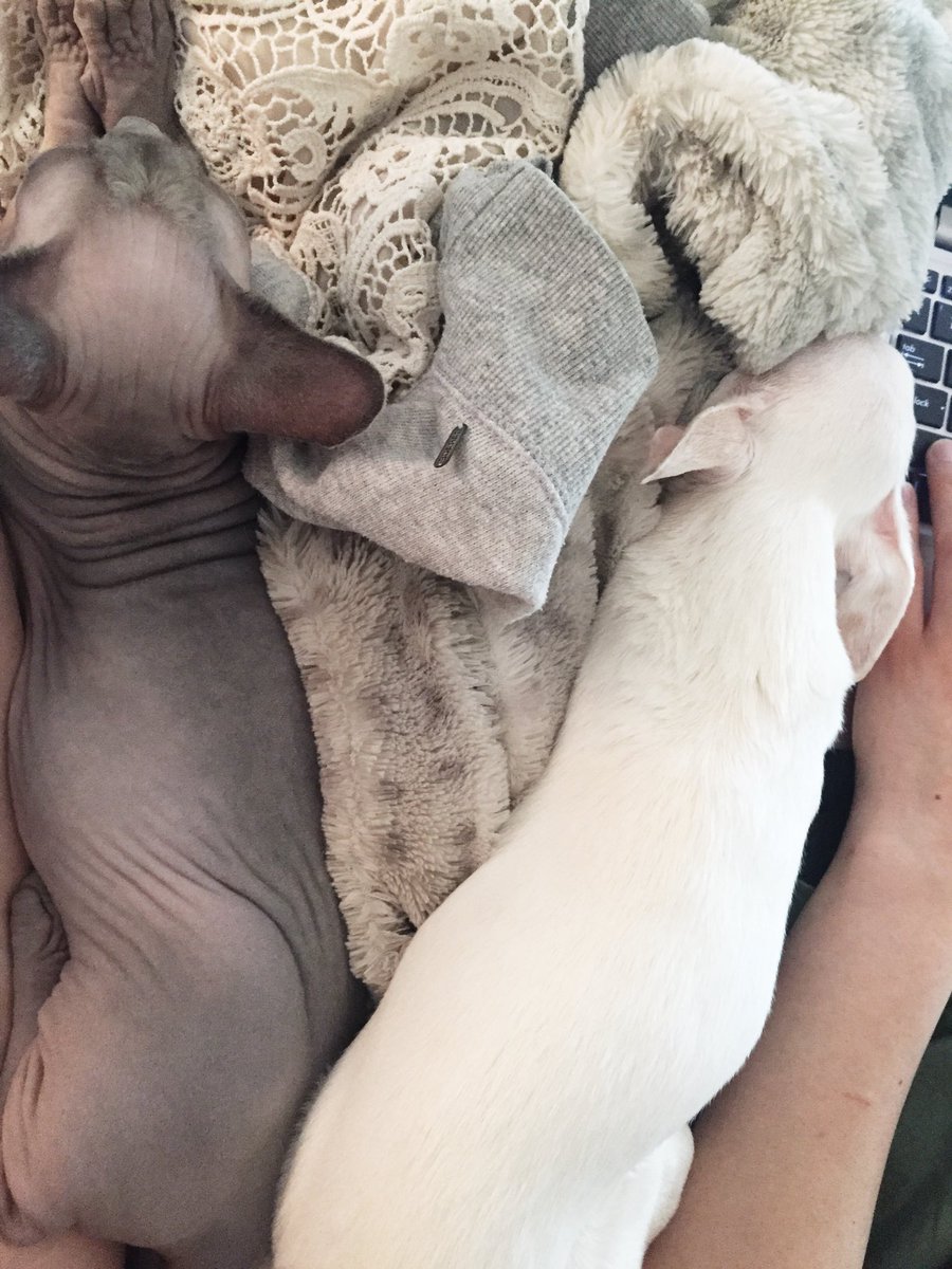 sometimes they almost look like friends
