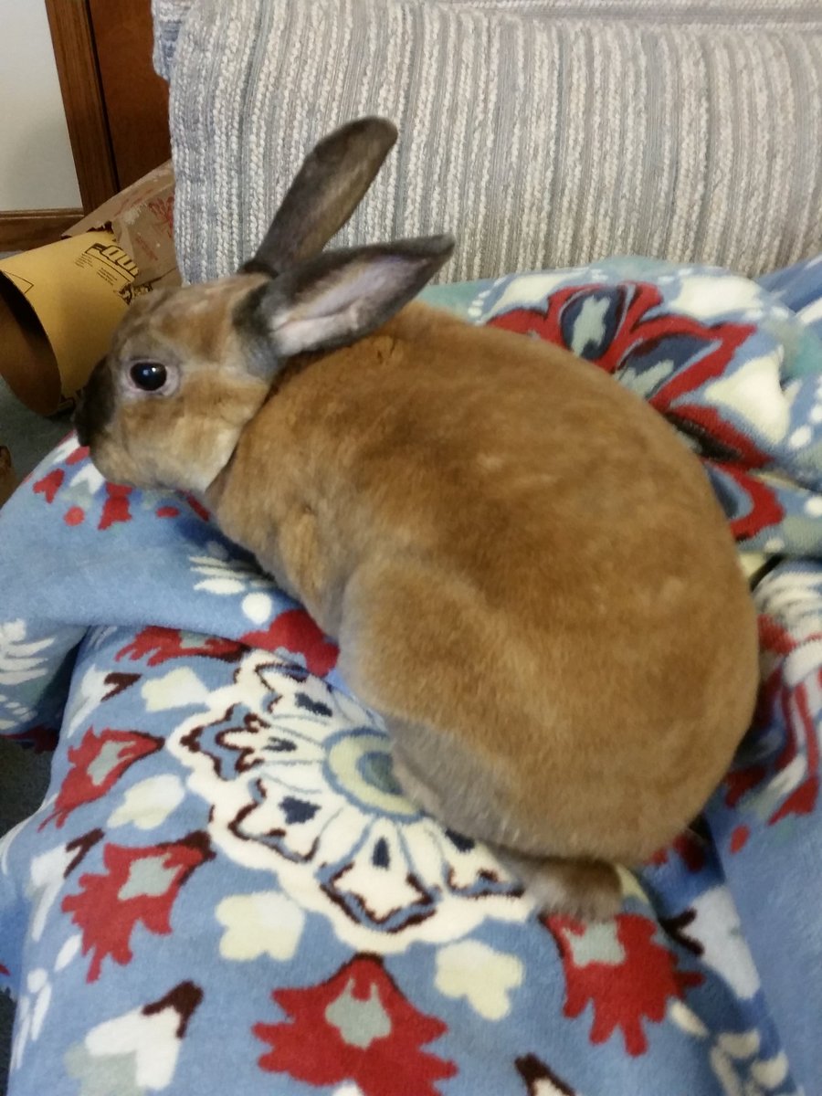 Rousseau (@Byronrabbit) | Twitter