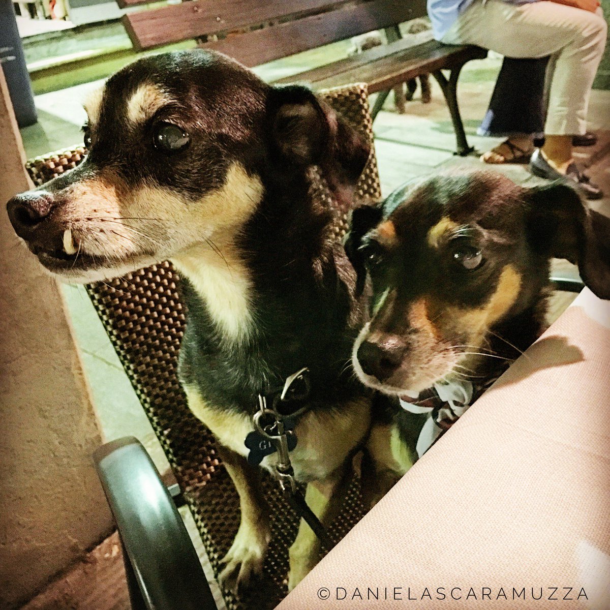 Dogs are family! 💫🍾❤️#NationalSiblingDay2018 #NationalPetDay2018 😉