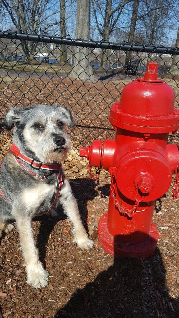 g_nick_c's tweet photo. This is Mr. Crockett and he's all business when it's time for his walk. #nationalpetday https://t.co/EbtWQjlXgq