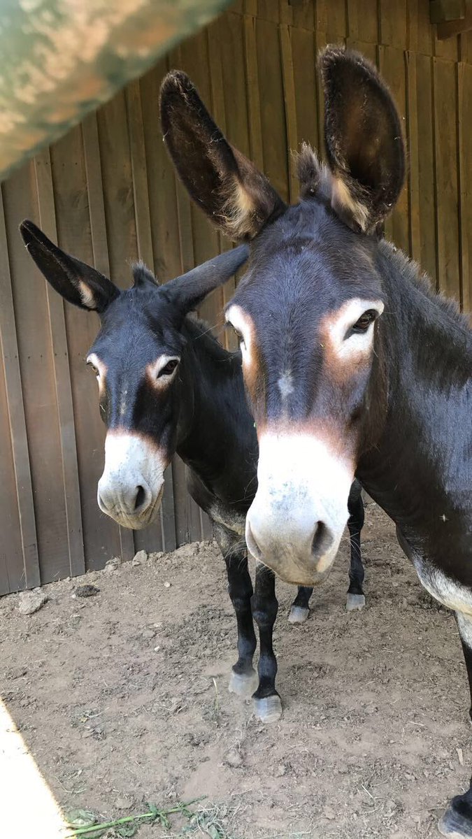 Anna Duzane tweet media