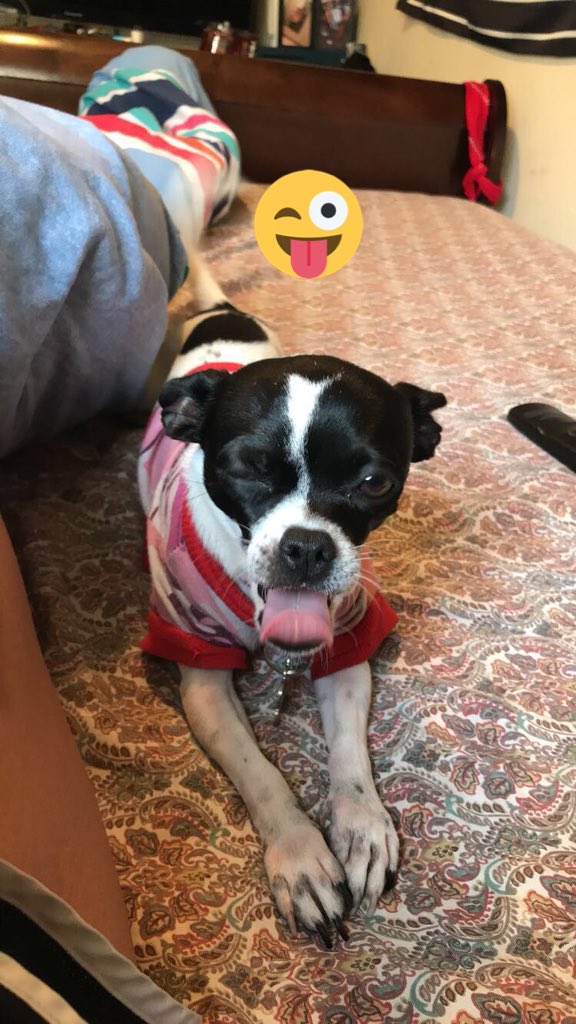 les_m97's tweet photo. #NationalPetDay my heart ♥️ @CheetoJugg https://t.co/n6fpMVgDG8